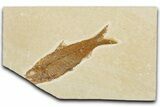 Bargain, Fossil Fish (Knightia) - Wyoming #355622-1